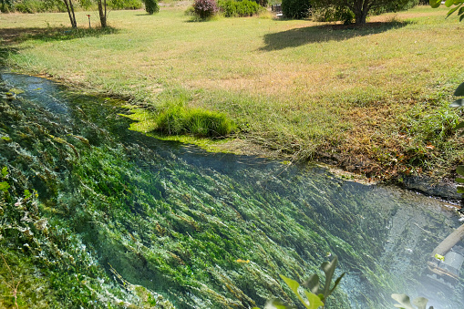 Green mossy riverside in nature, Denizli