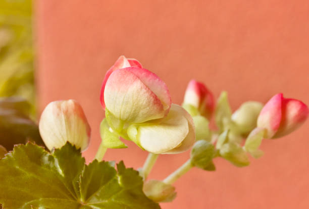 Begonia is a genus of perennial flowering plants in the family Begoniaceae, which contains more than 1800 different species. It comes in many different colors such as red, pink, orange, yellow and white.