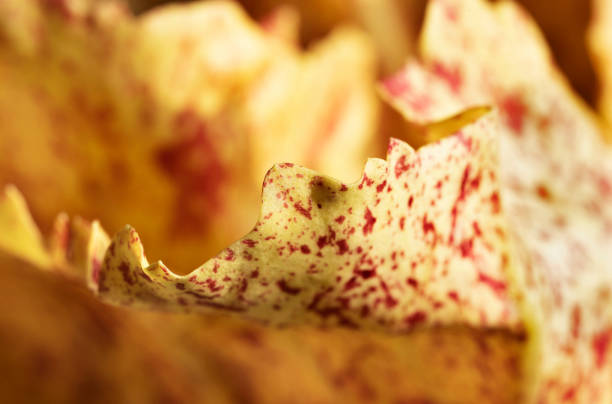 close up of raw lettuce - lettuce endive abstract leaf imagens e fotografias de stock