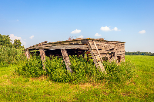 Collapsed wooden shed in the grass. Many nettles grow in and around the shed. The photo was taken on a sunny day with a blue sky.