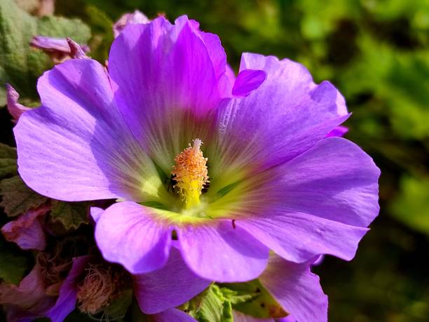 Alcea rosea the common hollyhock or mallow flower in india