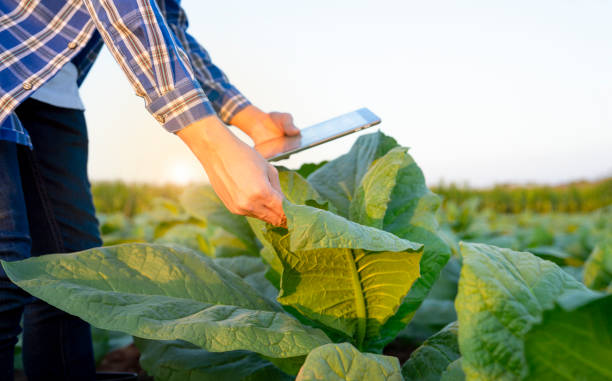 istock new generation farmer hand holds digital tablet while examine tobacco leaf,smart farmer working in farm 1934836949