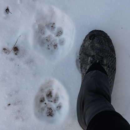 Two Mountain Lion Prints With Hiking Shoe For Size Reference along snow covered trail