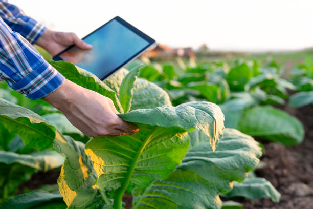 istock new generation farmer hand holds digital tablet while examine tobacco leaf,smart farmer working in farm 1934843918