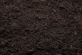 Beautiful background of fertile land close up. The background is entirely made of black soil with a well-defined texture and grains. Black fertile soil loosened before planting close-up.