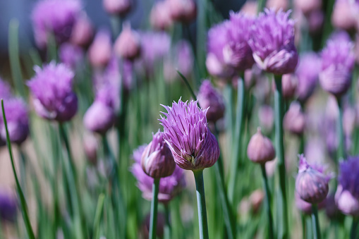 Lush flowering chives with purple buds in the garden. Wild Chives flower or Flowering Onion,  Chinese Chives, Garlic Chives. Shallow depth of field