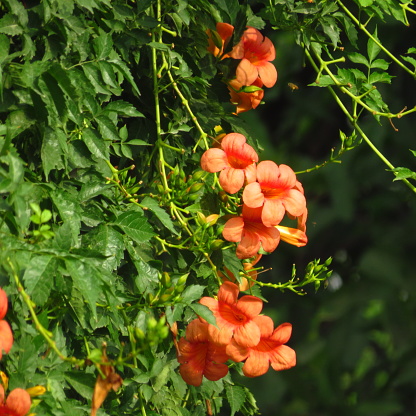 Campsis radicans, the trumpet vine, yellow trumpet vine, or trumpet creeper, is a species of flowering plant in the trumpet vine family Bignoniaceae.