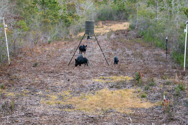 istock Wild Feral Hogs at a game feeder 1934878269