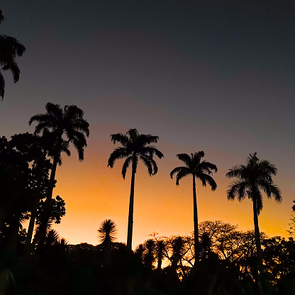 View of four tropical palm trees in silhouette just before sunrise at public natural park located in the east side of Caracas city.The name of the park is Generalisimo Francisco de Miranda, before the original name was Parque del Este.