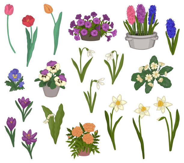 spring time flowers collection. clipart set of snowdrops, tulips, narcissus, pansies, crocus, hyacinth, primrose, marigolds, petunias, lilies of the valley. vector illustrations isolated on white. - primrose white background flower nature点のイラスト素材／クリップアート素材／マンガ素材／アイコン素材