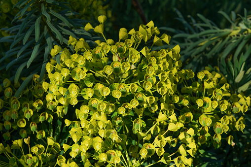 Bright Euphorbia plant in a park
