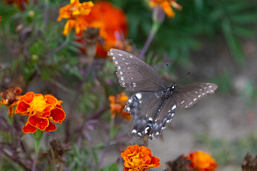 Butterfly- Swallowtail Butterfly in Flight with orange flowers- Howard County, Indiana