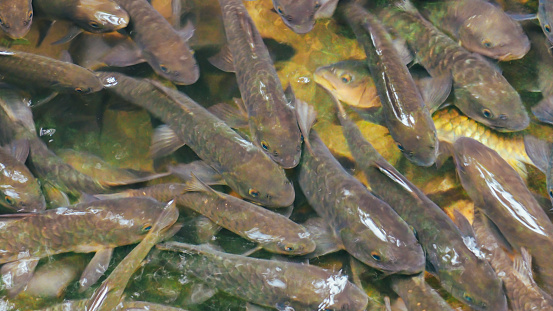 Antimony fish in the waterfall on natural background. Chanthaburi Thailand. Top view. A group of antimony fish in a natural river. Neolissochilus soroides, soro brook carp or antimony fish, is a freshwater fish swimming in a clear green pond.