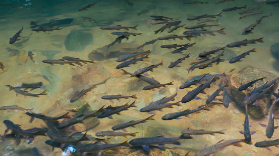 Antimony fish in the waterfall on natural background. Chanthaburi Thailand. Top view. A group of antimony fish in a natural river. Neolissochilus soroides, soro brook carp or antimony fish, is a freshwater fish swimming in a clear green pond.