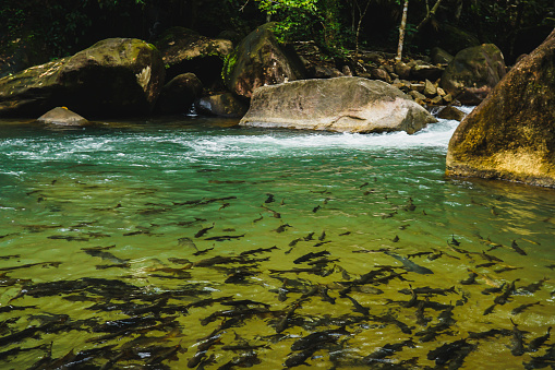 Antimony fish in the waterfall on natural background. Chanthaburi Thailand. Top view. A group of antimony fish in a natural river. Neolissochilus soroides, soro brook carp or antimony fish, is a freshwater fish swimming in a clear green pond.