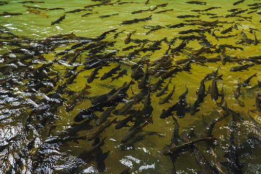 Antimony fish in the waterfall on natural background. Chanthaburi Thailand. Top view. A group of antimony fish in a natural river. Neolissochilus soroides, soro brook carp or antimony fish, is a freshwater fish swimming in a clear green pond.