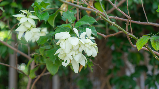 picture of a tree which are blooming white flowers in beautifully hanging bouquets The branches are well cared for and pruned.