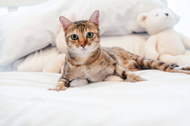 istock Portrait of cat at home 1934900800
