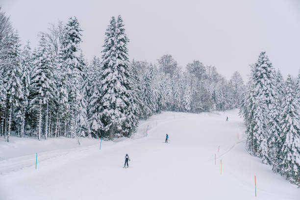 Skiers ride down a snowy mountain slope among a coniferous forest. High quality photo