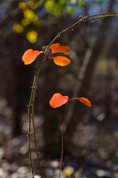 A small Bradford pear tree in a woodland showing off its autumnal beauty while a briar vine uses its tendrils to support itself on the small tree.