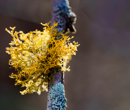 A dying branch coated with green and yellow lichens on a sunny afternoon in January.