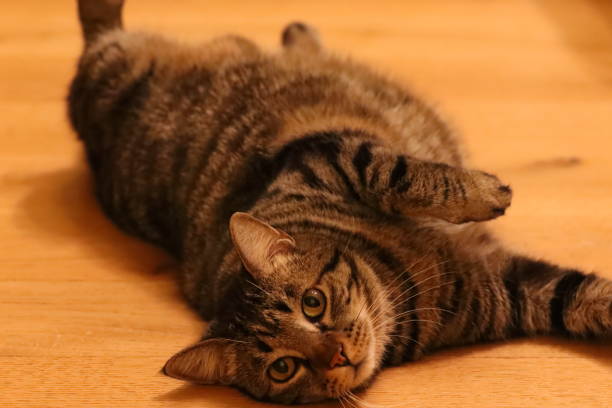 istock relaxed cat on wooden floor 1934905128