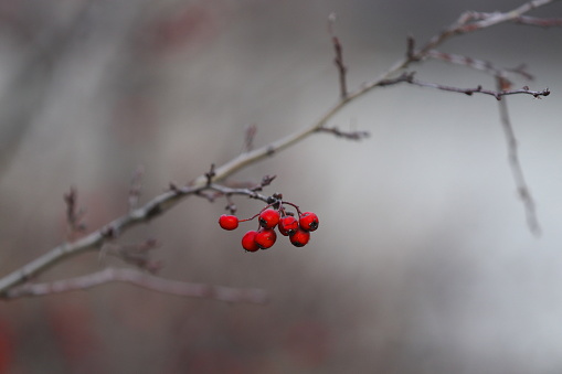 Ripe sea buckthorn berries in the North sea region