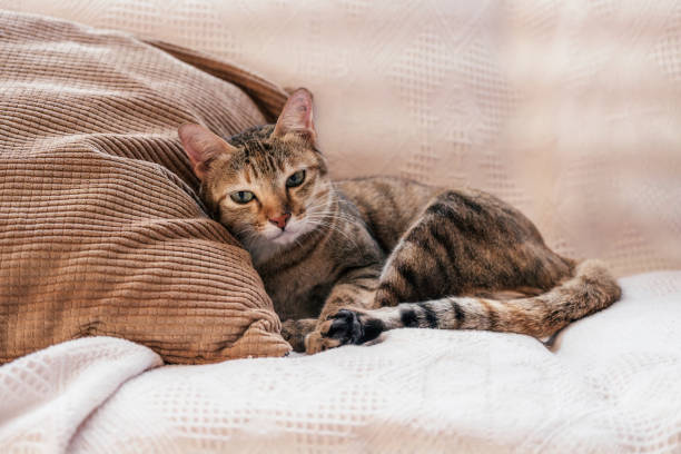 istock Portrait of cat at home 1934906809