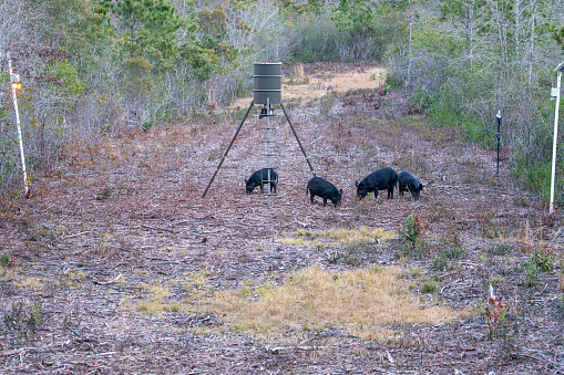 Wild Feral Hogs foraging at a game  corn feeder at dusk. Wild hogs are an invasive species causing damage to property and other animals in Southeastern Texas.