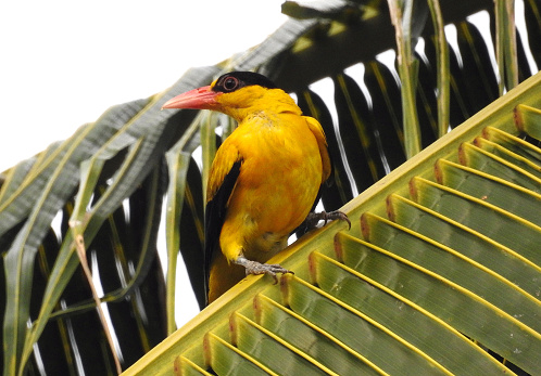The Black Nape Oriole (Oriolus chinensis) is a striking bird species found in Southeast Asia. They have a distinctive appearance, with a black nape (back of the neck), orange-yellow underparts, and a bright orange bill. Black Nape Orioles are known for their loud, melodious calls, which they use to communicate with each other. They are arboreal birds, spending most of their time in trees, where they feed on fruit and insects.