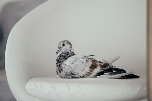 Portrait of a beautiful pigeon