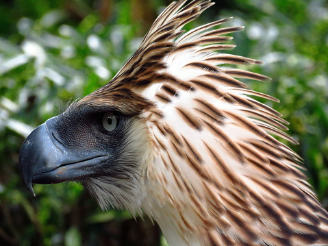 The Philippine Eagle is a formidable bird of prey, the largest and most powerful eagle in the world. With its striking brown and white plumage and piercing yellow eyes, it commands respect and admiration. Its wingspan can reach up to seven feet, allowing it to soar effortlessly through the skies of the Philippines in search of prey. A true symbol of the country's natural heritage, the Philippine Eagle is a national treasure and a testament to the beauty and power of nature.