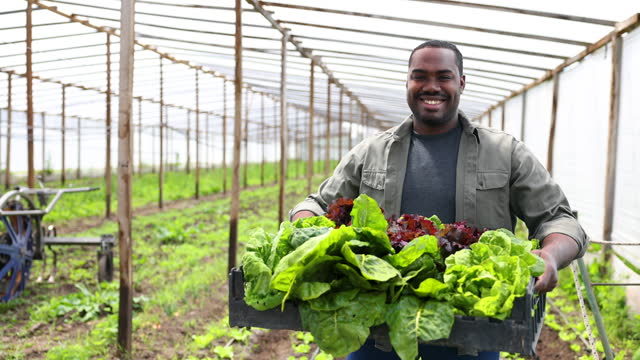 Happy African American man carrying a basket with a variety of lettuce at a greenhouse looking at the camera smiling
