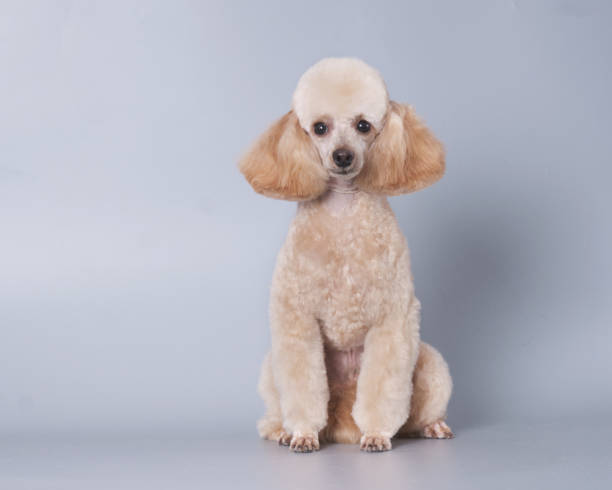 istock Apricot poodle puppy isolated on gray background 1934934244