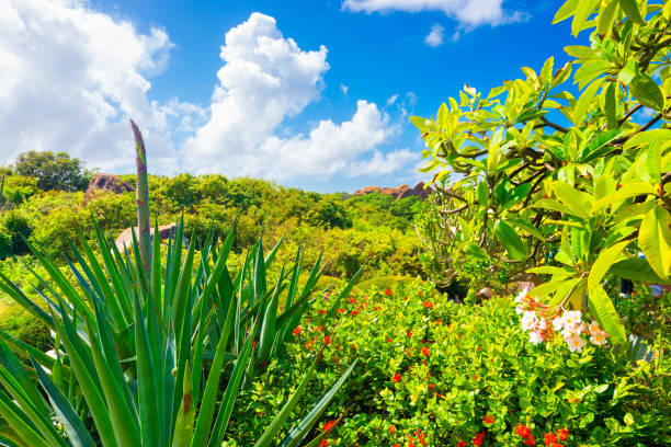 Foliage near the baths of Virgin Gorda, British Virgin Islands.