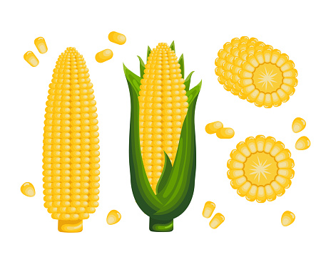 Sweet corn, corn on the cob with leaves, corn flakes and corn kernels. Icon set. Agriculture concept. Food icons, vector