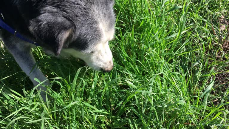 Dog on meadow eating grass for healing