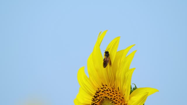 Bee struggling to free itself from a petal, lovely blue sky, Common Sunflower Helianthus annuus, Thailand