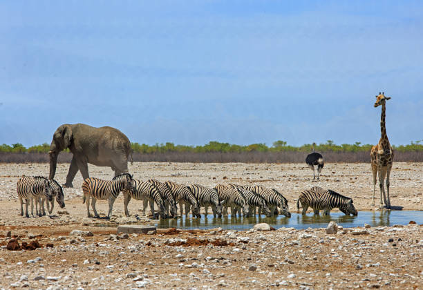 istock African waterhole landscape with various animals 1934944400