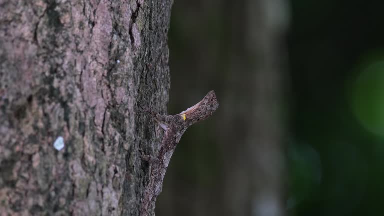 Sticking it's body out looking for insects on the bark of the tree in the forest, Spotted Flying Dragon Draco maculatus, Thailand