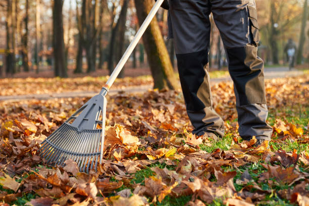 istock Unrecognizable municipal worker raking fallen leaves in park. 1934948276