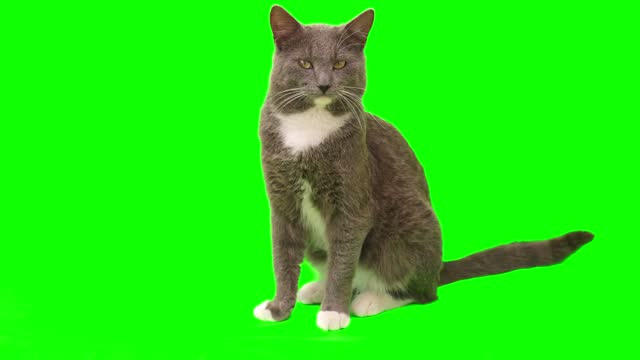 Cat on a green screen chromakey. Gray cat isolated on a greenscreen. Feline is Sitting, Looking Camera, Playing and Catching. Cat licks its muzzle. Kitten video. Keying. Advertising of goods for pets