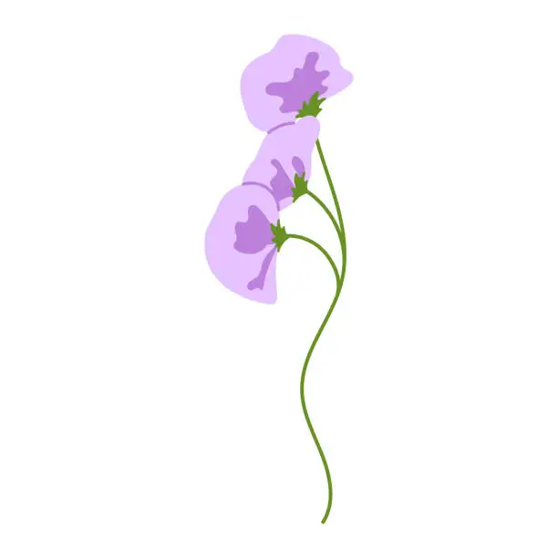 Vector illustration of Purple flower isolated on white background