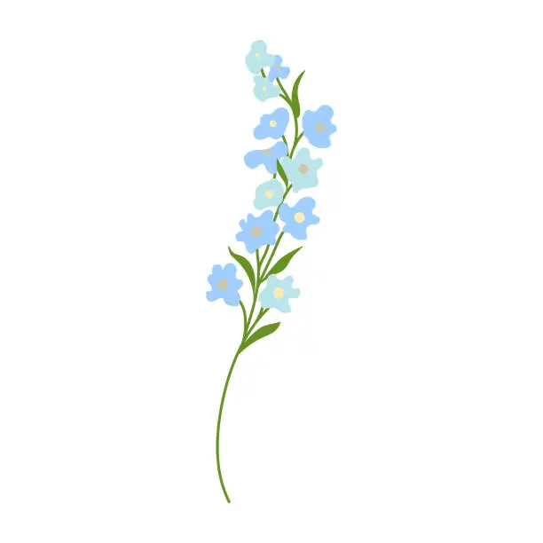 Vector illustration of Blue spring flowers isolated on white background