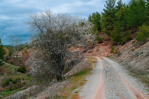 Landscape photo, nature, forest, Usak, Turkey