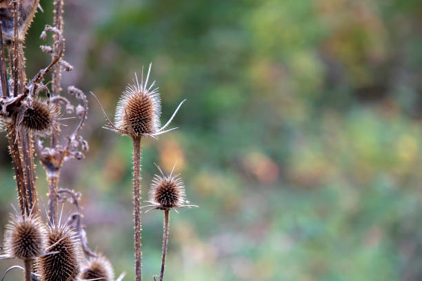 Dried flowers of thistle at blurred background. Beautiful natural background for card, and poster.