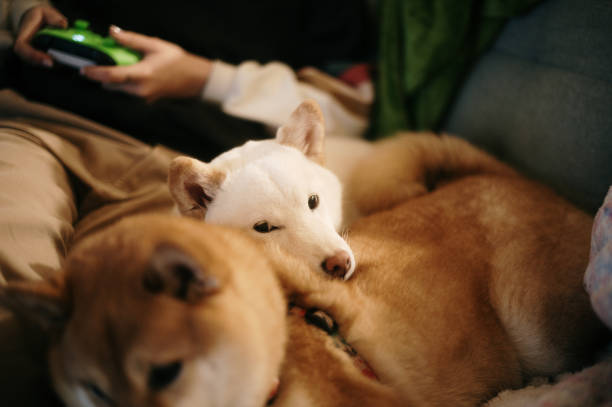 istock Shiba Inu dogs 1934996749