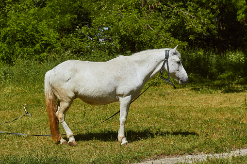 White horse on a leash is grazing