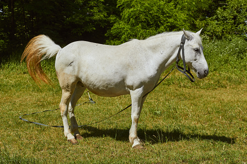 White horse on a leash is grazing