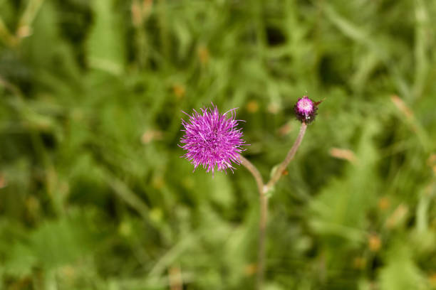 Clover Flower on a green background